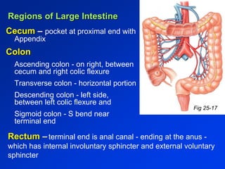 Regions of Large Intestine 
Cecum – pocket at proximal end with 
Appendix 
Colon 
Ascending colon - on right, between 
cecum and right colic flexure 
Transverse colon - horizontal portion 
Descending colon - left side, 
between left colic flexure and 
Sigmoid colon - S bend near 
terminal end 
Fig 25-17 
Rectum – terminal end is anal canal - ending at the anus - 
which has internal involuntary sphincter and external voluntary 
sphincter 
 