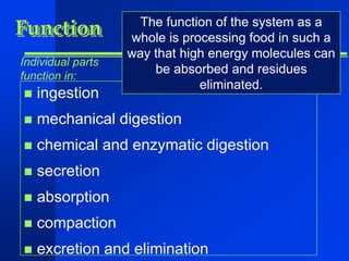 Function 
Individual parts 
function in: 
 ingestion 
The function of the system as a 
whole is processing food in such a 
way that high energy molecules can 
be absorbed and residues 
 mechanical digestion 
eliminated. 
 chemical and enzymatic digestion 
 secretion 
 absorption 
 compaction 
 excretion and elimination 
 