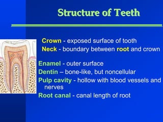 Structure of Teeth 
Crown - exposed surface of tooth 
Neck - boundary between root and crown 
Enamel - outer surface 
Dentin – bone-like, but noncellular 
Pulp cavity - hollow with blood vessels and 
nerves 
Root canal - canal length of root 
 