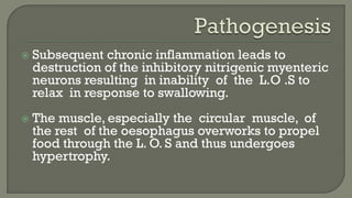  Subsequent chronic inflammation leads to
destruction of the inhibitory nitrigenic myenteric
neurons resulting in inability of the L.O .S to
relax in response to swallowing.
 The muscle, especially the circular muscle, of
the rest of the oesophagus overworks to propel
food through the L. O. S and thus undergoes
hypertrophy.
 