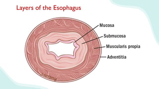 Layers of the Esophagus
 