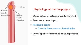 Physiology of the Esophagus
 Upper sphincter relaxes when larynx lifted.
 Bolus enters esophagus.
 Peristalsis begins:
 Lower sphincter relaxes as Bolus approaches
o Circular fibers contract behind bolus
 