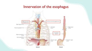 Innervation of the esophagus
 