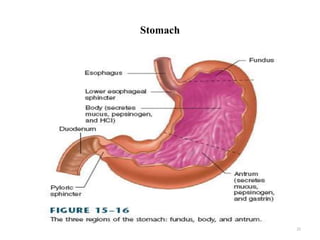 Stomach
22
 