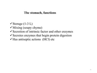 The stomach, functions
Storage (1-3 L)
Mixing (soupy chyme)
Secretion of intrinsic factor and other enzymes
Secretes enzymes that begin protein digestion
Has antiseptic actions (HCl) etc
23
 