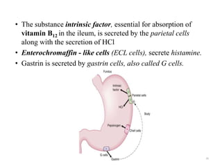 • The substance intrinsic factor, essential for absorption of
vitamin B12 in the ileum, is secreted by the parietal cells
along with the secretion of HCl
• Enterochromaffin - like cells (ECL cells), secrete histamine.
• Gastrin is secreted by gastrin cells, also called G cells.
26
 