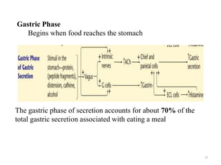Gastric Phase
29
The gastric phase of secretion accounts for about 70% of the
total gastric secretion associated with eating a meal
Begins when food reaches the stomach
 