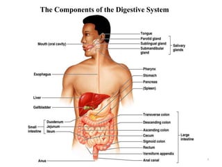 The Components of the Digestive System
3
 