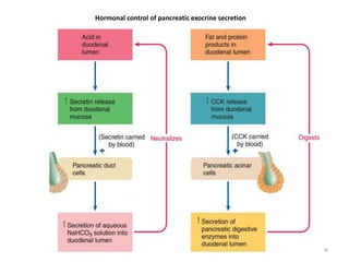 38
Hormonal control of pancreatic exocrine secretion
 