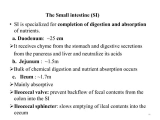 The Small intestine (SI)
• SI is specialized for completion of digestion and absorption
of nutrients.
a. Duodenum: ~25 cm
It receives chyme from the stomach and digestive secretions
from the pancreas and liver and neutralize its acids
b. Jejunum : ~1.5m
Bulk of chemical digestion and nutrient absorption occurs
c. Ileum : ~1.7m
Mainly absorptive
Ileocecal valve: prevent backflow of fecal contents from the
colon into the SI
Ileocecal sphincter: slows emptying of ileal contents into the
cecum 49
 