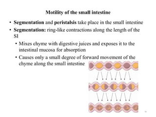 Motility of the small intestine
• Segmentation and peristalsis take place in the small intestine
• Segmentation: ring-like contractions along the length of the
SI
• Mixes chyme with digestive juices and exposes it to the
intestinal mucosa for absorption
• Causes only a small degree of forward movement of the
chyme along the small intestine
56
 