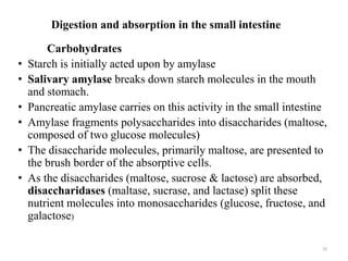 Digestion and absorption in the small intestine
Carbohydrates
• Starch is initially acted upon by amylase
• Salivary amylase breaks down starch molecules in the mouth
and stomach.
• Pancreatic amylase carries on this activity in the small intestine
• Amylase fragments polysaccharides into disaccharides (maltose,
composed of two glucose molecules)
• The disaccharide molecules, primarily maltose, are presented to
the brush border of the absorptive cells.
• As the disaccharides (maltose, sucrose & lactose) are absorbed,
disaccharidases (maltase, sucrase, and lactase) split these
nutrient molecules into monosaccharides (glucose, fructose, and
galactose)
59
 