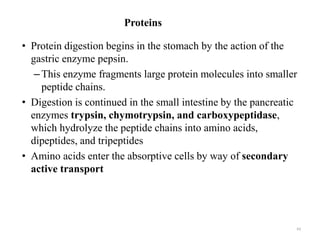 Proteins
• Protein digestion begins in the stomach by the action of the
gastric enzyme pepsin.
–This enzyme fragments large protein molecules into smaller
peptide chains.
• Digestion is continued in the small intestine by the pancreatic
enzymes trypsin, chymotrypsin, and carboxypeptidase,
which hydrolyze the peptide chains into amino acids,
dipeptides, and tripeptides
• Amino acids enter the absorptive cells by way of secondary
active transport
63
 