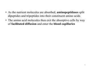 • As the nutrient molecules are absorbed, aminopeptidases split
dipeptides and tripeptides into their constituent amino acids
• The amino acid molecules then exit the absorptive cells by way
of facilitated diffusion and enter the blood capillaries
64
 