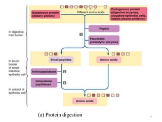 65
(a) Protein digestion
 