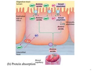 66
(b) Protein absorption
 