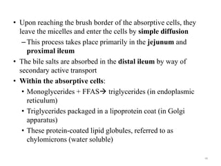 • Upon reaching the brush border of the absorptive cells, they
leave the micelles and enter the cells by simple diffusion
–This process takes place primarily in the jejunum and
proximal ileum
• The bile salts are absorbed in the distal ileum by way of
secondary active transport
• Within the absorptive cells:
• Monoglycerides + FFAS triglycerides (in endoplasmic
reticulum)
• Triglycerides packaged in a lipoprotein coat (in Golgi
apparatus)
• These protein-coated lipid globules, referred to as
chylomicrons (water soluble)
68
 