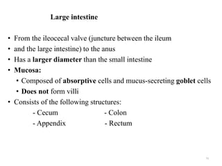Large intestine
• From the ileocecal valve (juncture between the ileum
• and the large intestine) to the anus
• Has a larger diameter than the small intestine
• Mucosa:
• Composed of absorptive cells and mucus-secreting goblet cells
• Does not form villi
• Consists of the following structures:
- Cecum - Colon
- Appendix - Rectum
73
 