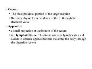 • Cecum:
• The most proximal portion of the large intestine
• Receives chyme from the ileum of the SI through the
ileocecal valve
• Appendix:
• a small projection at the bottom of the cecum
• is a lymphoid tissue. This tissue contains lymphocytes and
assists in defense against bacteria that enter the body through
the digestive system
74
 