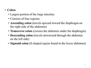 • Colon:
• Largest portion of the large intestine
• Consists of four regions:
• Ascending colon (travels upward toward the diaphragm on
the right side of the abdomen)
• Transverse colon (crosses the abdomen under the diaphragm)
• Descending colon (travels downward through the abdomen
on the left side)
• Sigmoid colon (S-shaped region found in the lower abdomen)
75
 