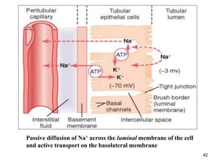 A Chapter 8- Renal Physiology-1.ppt