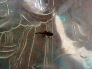 A charca (11.3.2011)