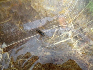 A charca (11.3.2011)