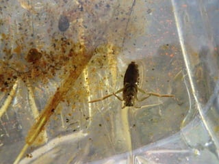 A charca (11.3.2011)