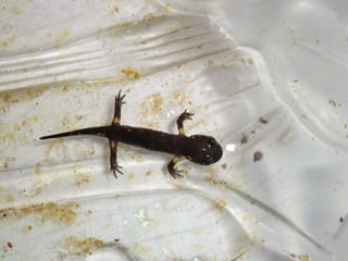 A charca (11.3.2011)