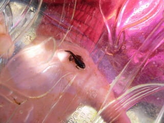 A charca (11.3.2011)