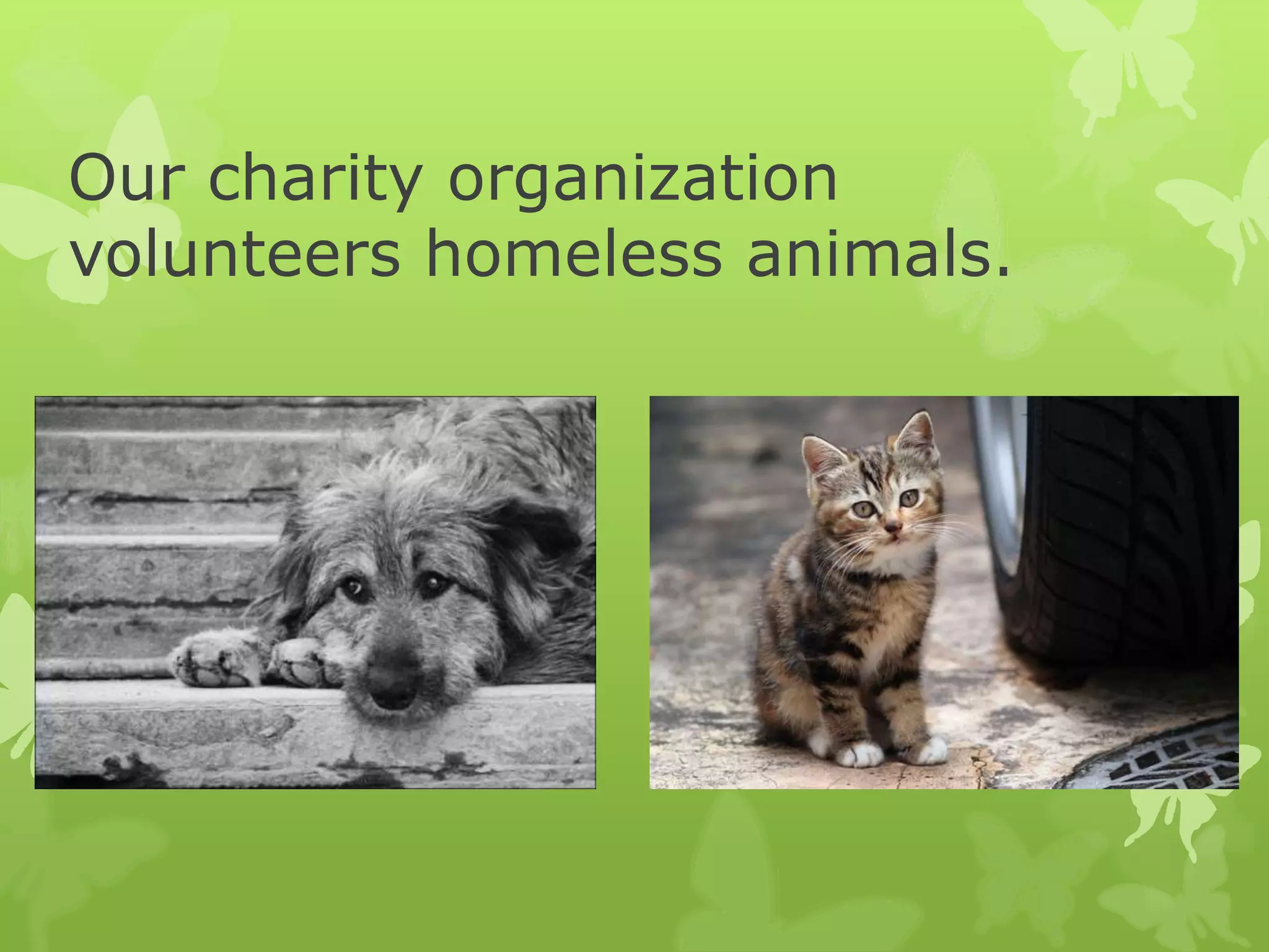 Our charity organization
volunteers homeless animals.