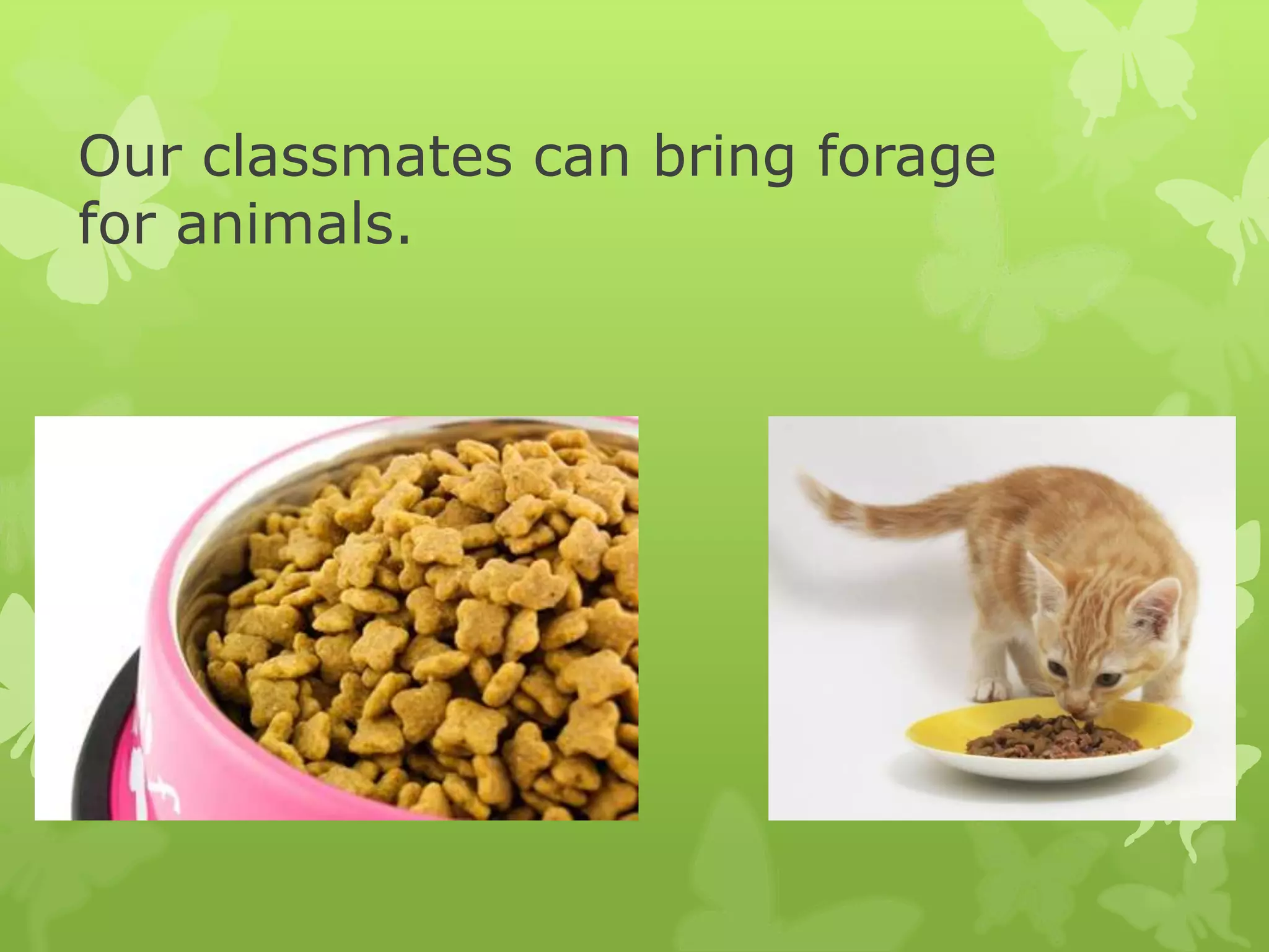 Our classmates can bring forage
for animals.