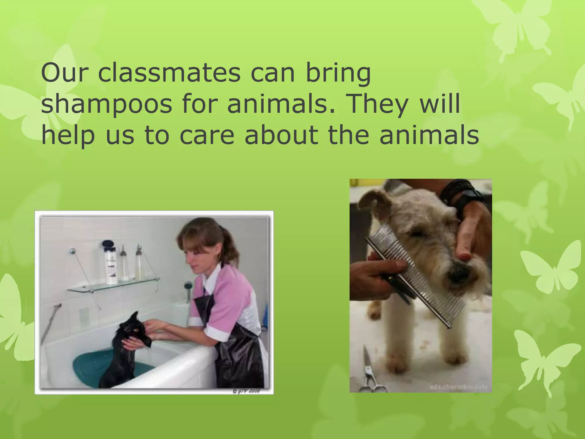 Our classmates can bring
shampoos for animals. They will
help us to care about the animals