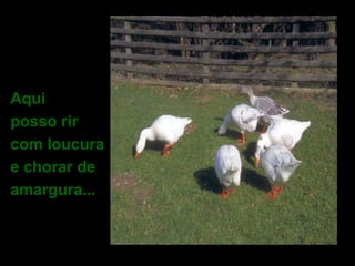 Aqui
posso rir
com loucura
e chorar de
amargura...