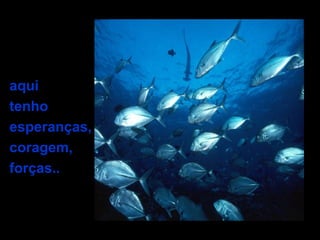 aqui
tenho
esperanças,
coragem,
forças..
 