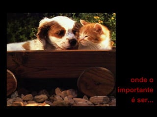 onde o
importante
é ser...