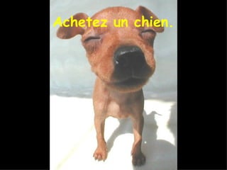 Achetez un chien. 