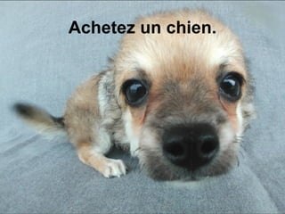 Achetez un chien. 