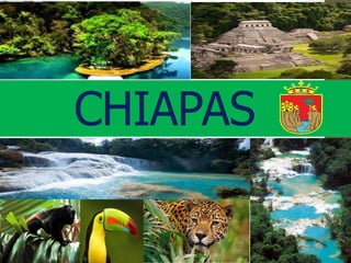 CHIAPAS
 