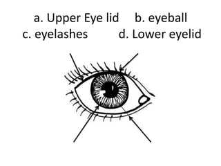 a. Upper Eye lid b. eyeball
c. eyelashes d. Lower eyelid
 