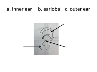 a. Inner ear b. earlobe c. outer ear
 