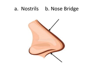 a. Nostrils b. Nose Bridge
 