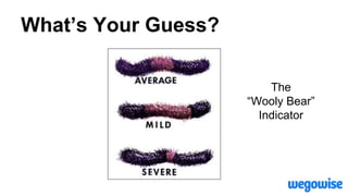 What’s Your Guess?
The
“Wooly Bear”
Indicator
 