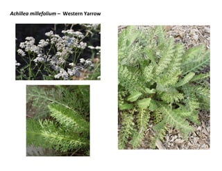 Achillea millefolium – Western Yarrow

 