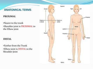 ANATOMICAL TERMS
PROXIMAL
•Nearer to the trunk
•Shoulder joint is PROXIMAL to
the Elbow joint
DISTAL
•Farther from the Trunk
•Elbow joint is DISTAL to the
Shoulder Joint
 