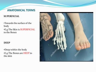 ANATOMICAL TERMS
SUPERFICIAL
•Towards the surface of the
body
•E.g The Skin is SUPERFICIAL
to the Bones
DEEP
•Deep within the body
•E.g The Bones are DEEP to
the skin
 