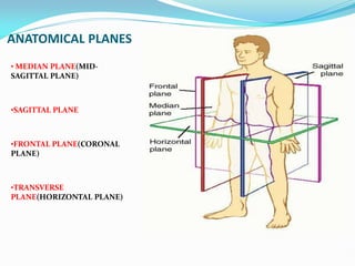 ANATOMICAL PLANES
• MEDIAN PLANE(MID-
SAGITTAL PLANE)
•SAGITTAL PLANE
•FRONTAL PLANE(CORONAL
PLANE)
•TRANSVERSE
PLANE(HORIZONTAL PLANE)
 