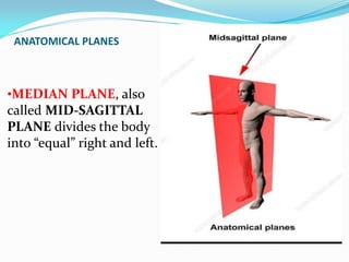 ANATOMICAL PLANES
•MEDIAN PLANE, also
called MID-SAGITTAL
PLANE divides the body
into “equal” right and left.
 