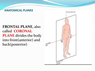 ANATOMICAL PLANES
FRONTAL PLANE, also
called CORONAL
PLANE divides the body
into front(anterior) and
back(posterior)
 
