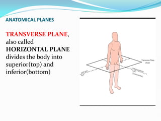 ANATOMICAL PLANES
TRANSVERSE PLANE,
also called
HORIZONTAL PLANE
divides the body into
superior(top) and
inferior(bottom)
 